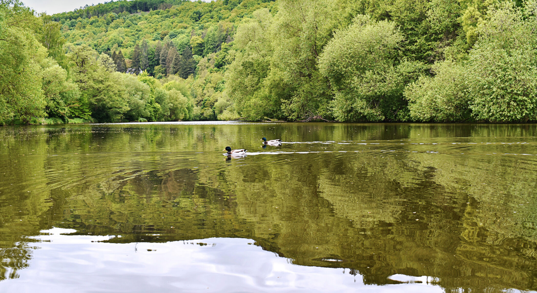 Nature Kemp Sazava / Kemp Sazava / Kemp Sazavsky ostrov